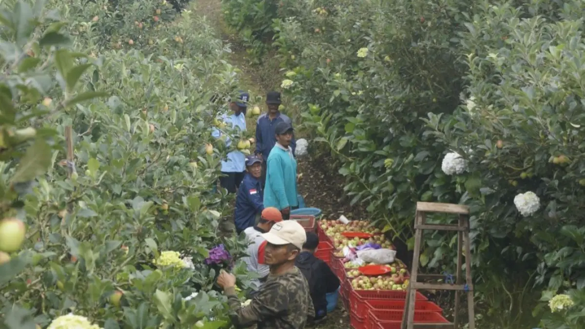 IKON KOTA: Petani apel tengah memanen buah di lahan Desa Tulungrejo, Kecamatan Bumiaji beberapa waktu lalu. RORI DINANDA BESTARI/RADAR BATU