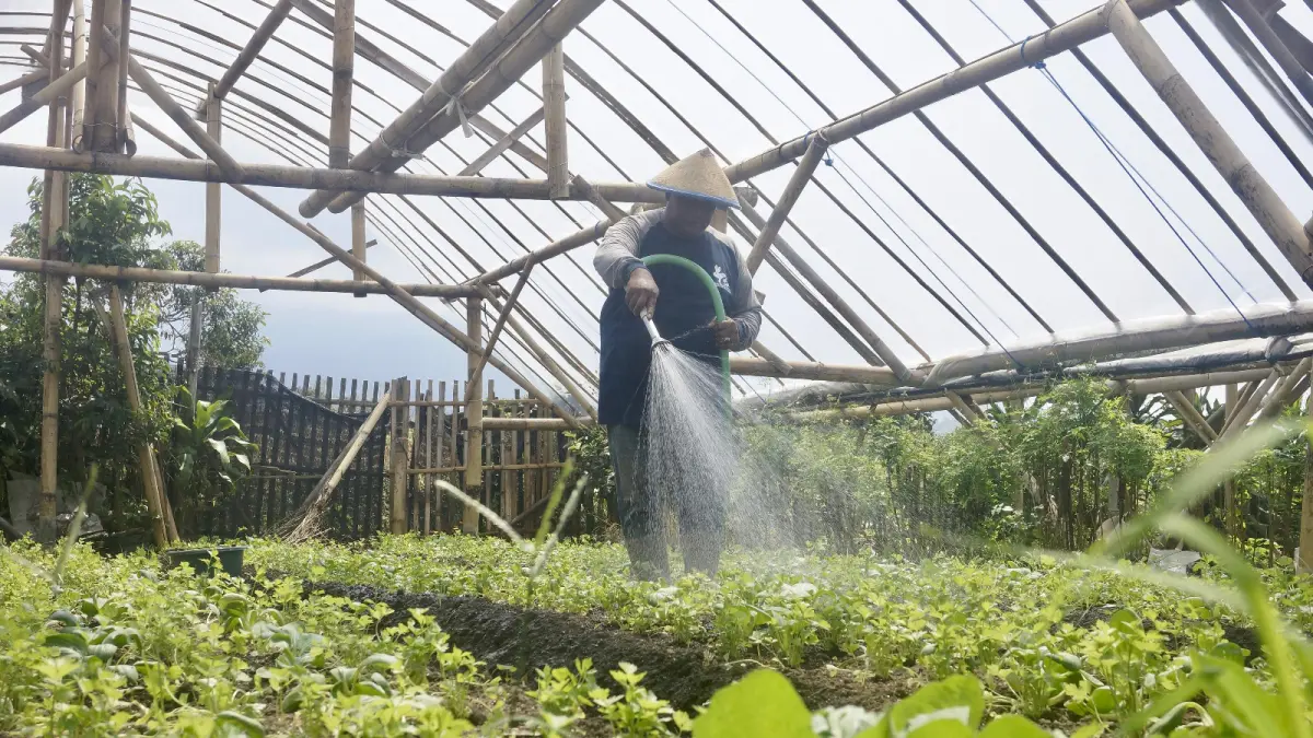 NONKIMIA: Salah seorang petani merawat tanaman organik di greenhousenya di Desa Giripurno, Kecamatan Bumiaji beberapa waktu lalu.