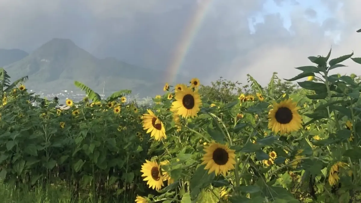 Ladang Bunga Matahari dengan langit pelangi setelah hujan. (Instagram: @ladangbungamatahari).