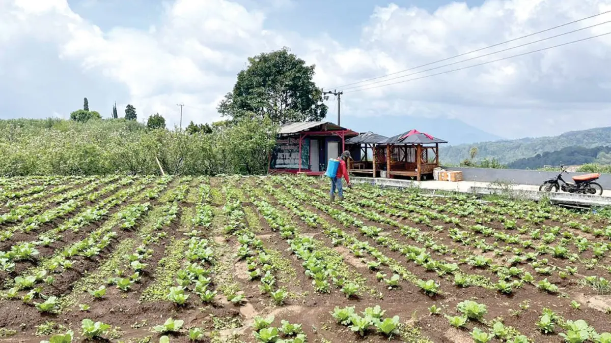 DISASAR BANTUAN PUPUK ORGANIK: Salah seorang petani tampak menyiram tanaman hortikultura di sawah Desa Sumberbrantas, Kecamatan Bumiaji beberapa waktu lalu. 