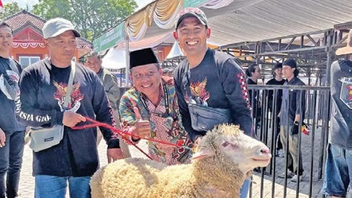 HARGA RENDAH: Salah seorang pemilik kambing jenis etawa tampak membersihkan badan kambing miliknya saat hendak mengikuti kontes kambing di Kota Batu beberapa waktu lalu.  