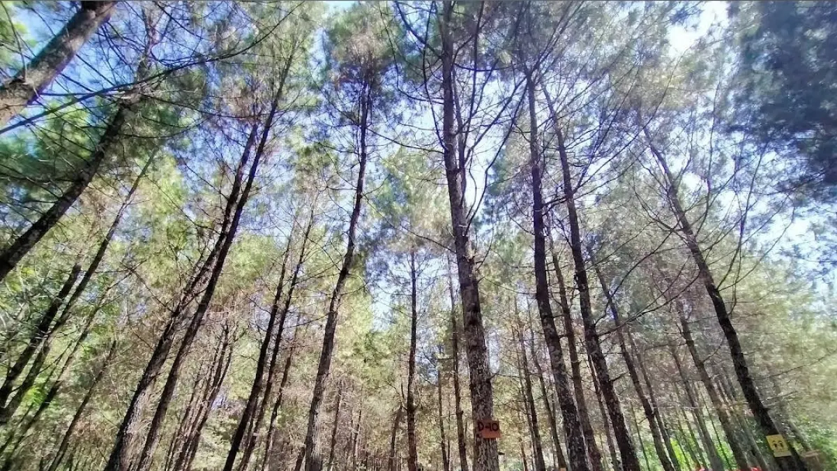 Area camping Taman Pinus Campervan Park. (Google Maps: Farra Putri)