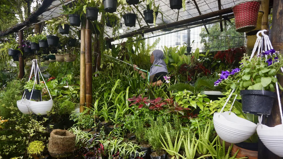 HARGA MELEJIT: Salah seorang pedagang mengecek kondisi bunga hias di lapaknya beberapa hari lalu.