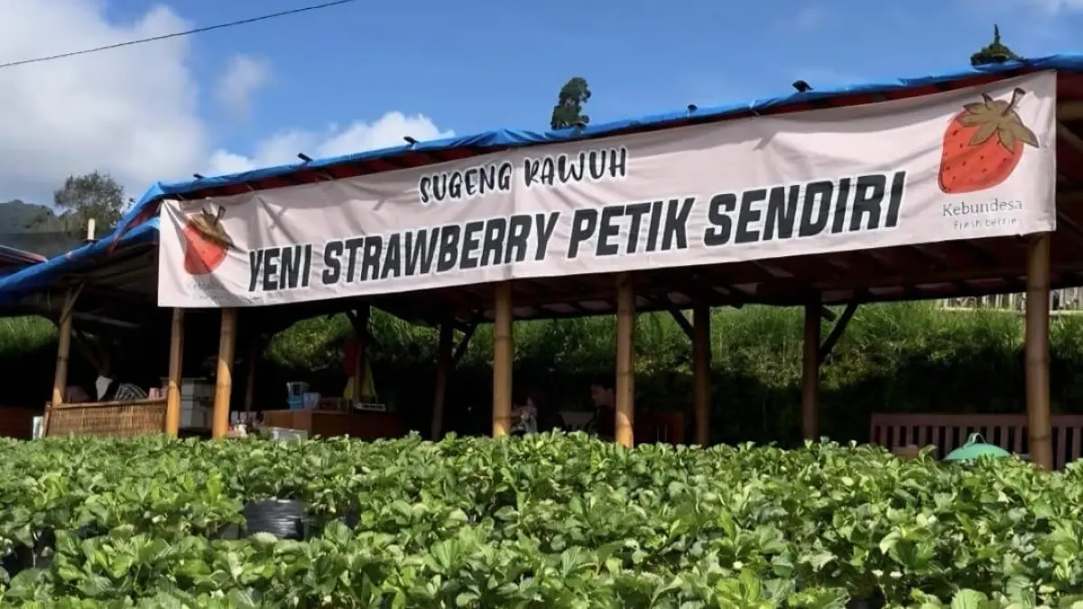 Kebun Desa Yeni Petik Stroberi. (Google Maps: Dita)