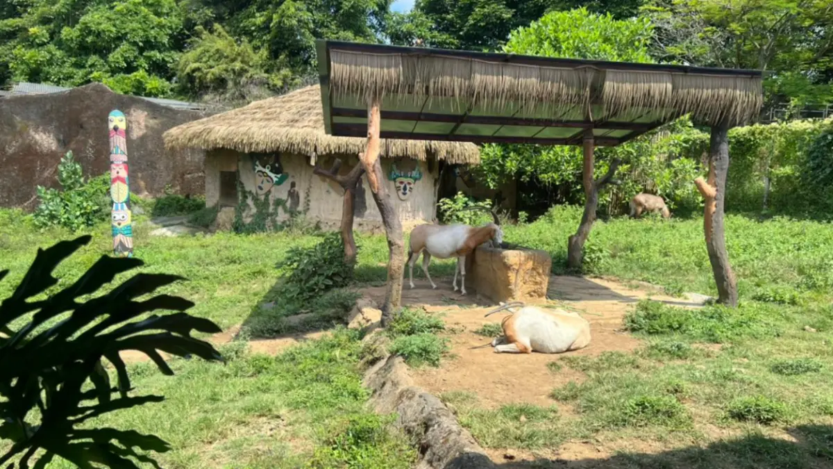 salah satu hewan dan vibes Savannah Kampung Afrika (Sumber: Dokumentasi SherlyANA/Radar Batu)