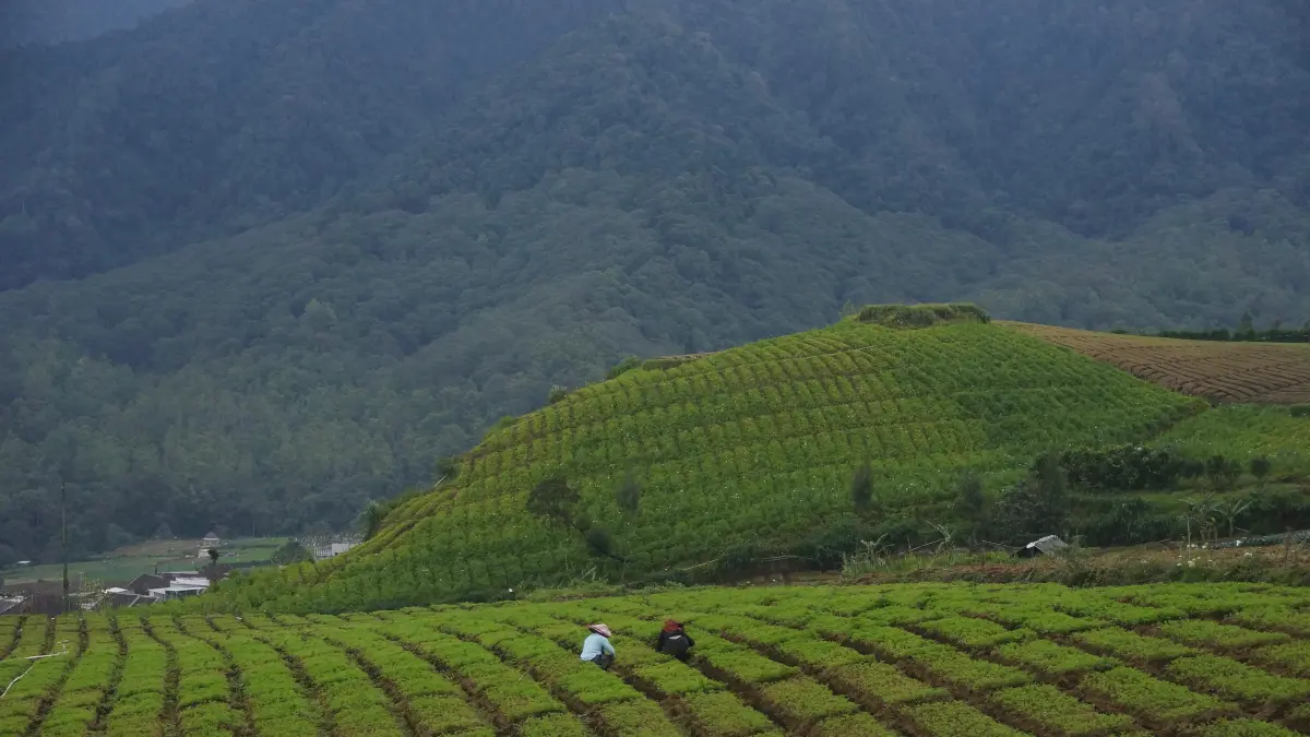SOLUSI ORGANIK: Sejumlah petani beraktivitas di lahan pertanian kawasan Desa Sumberbrantas, Kecamatan Bumiaji beberapa hari lalu.