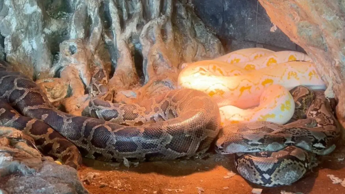 Salah satu reptil di New Reptile Garden (Sumber: Dokumentasi SherlyANA/Radar Batu)