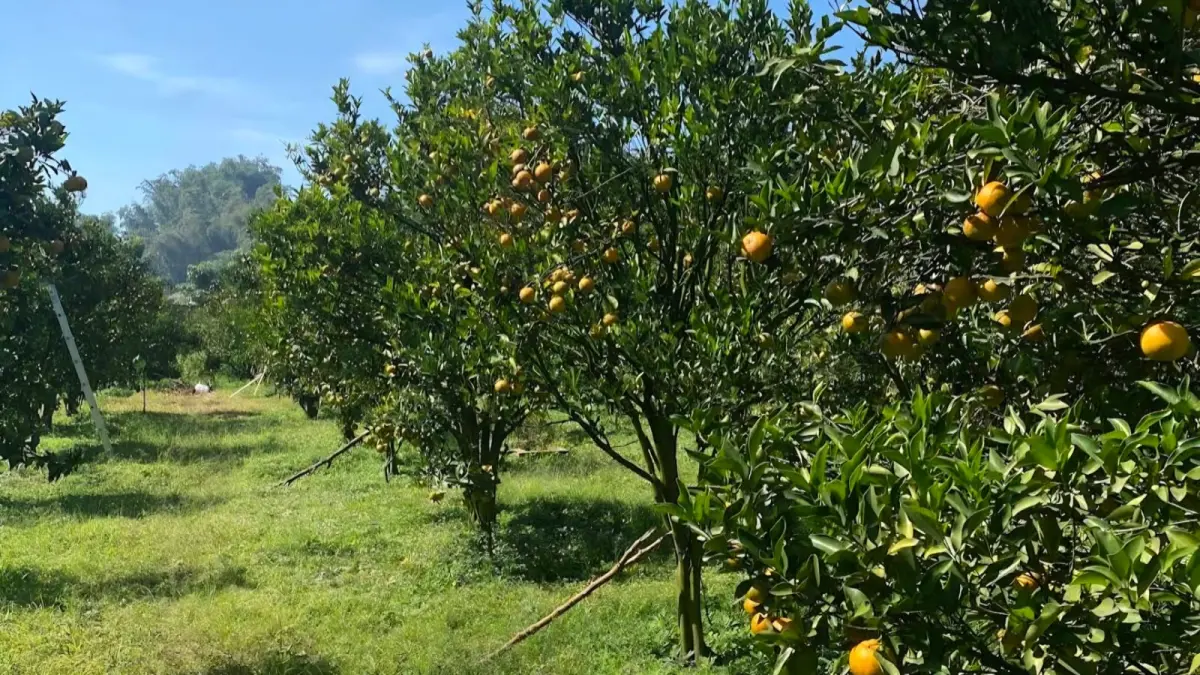Wisata Petik Jeruk di Kebun H. Dadang. (Google Maps: teman cerita)