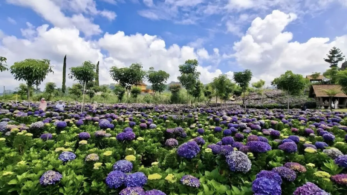 Hamparan bunga hortensia di Warung Dusun Kuliner. (Google Maps: Mom Arra)