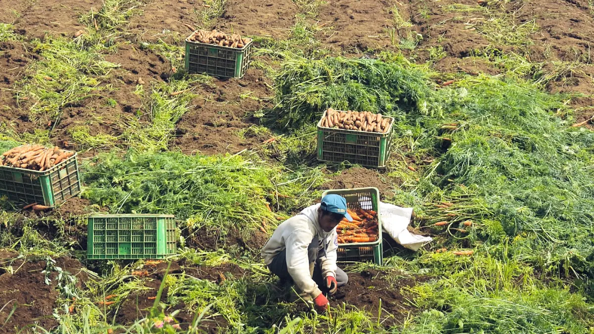 KUOTA BERTAMBAH: Sejumlah petani di Desa Tulungrejo, Kecamatan Bumiaji beraktivitas di kebun beberapa hari lalu.

