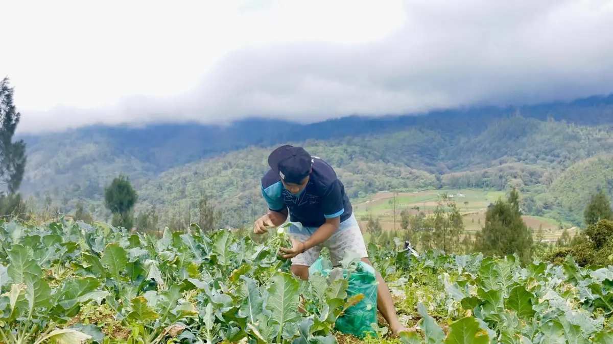 PRODUK UNGGULAN: Petani di Desa Sumberbrantas, Kecamatan Bumiaji memanen brokoli beberapa waktu lalu.