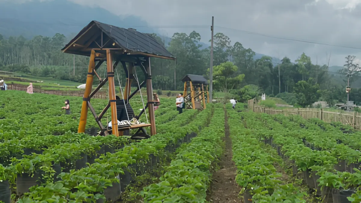 Kebun Strawberry Kebundesa (Sumber: Dokumentasi pribadi @rendiabha)