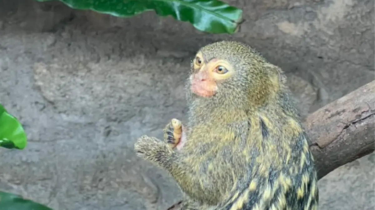 spesies monyet terkecil di dunia (Sumber: Dokumen pribadi @sherly)