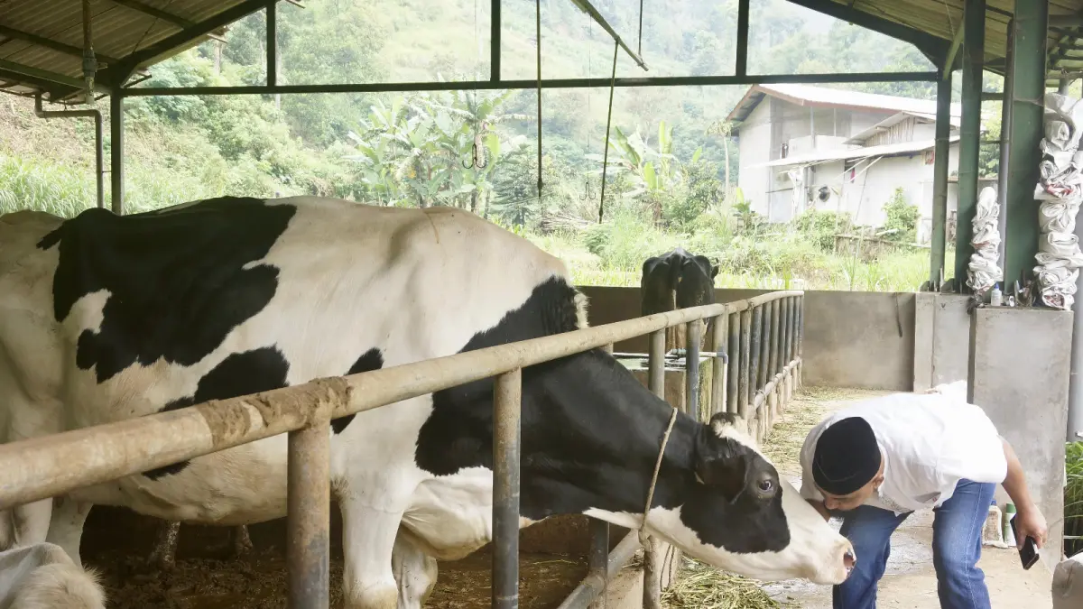 PRODUKSI MENINGKAT: Salah seorang peternak bersiap memerah susu di Dusun Brau, Desa Gunungsari, Kecamatan Bumiaji, Kota Batu kemarin (28/5).