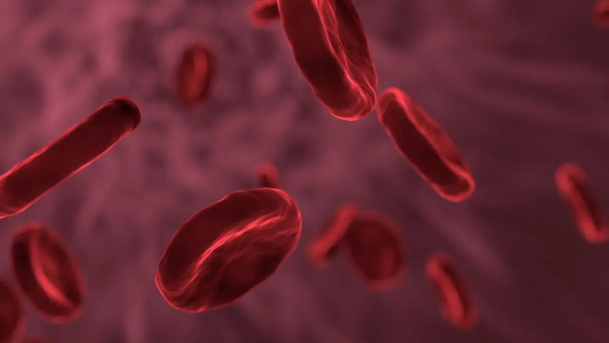 PEMBULUH ARTERI: Kolesterol Dialirkan ke Seluruh Tubuh bersama Darah (Sumber: Pixabay).