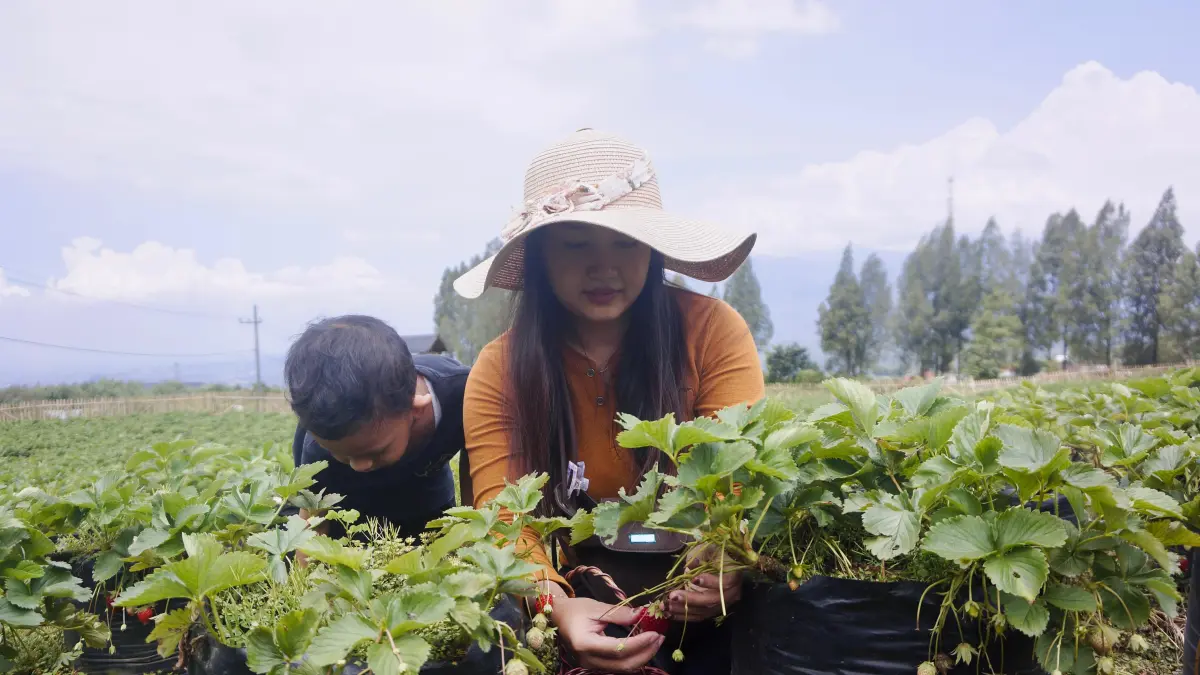 BERKAH CUACA: Seorang anak memetik buah stroberi langsung di kebun milik Sulianto, Desa Tulungrejo, Kecamatan Bumiaji. Fenomena iklim panas ekstrem justru memicu lonjakan kuantitas dan kualitas hasil panen hortikultura di kawasan tersebut.