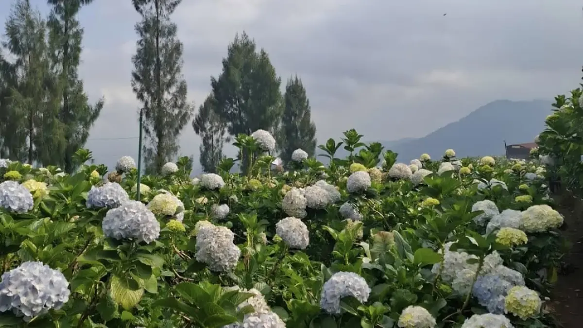 Hamparan bunga Hortensia. (Google Maps: venesa emilia)