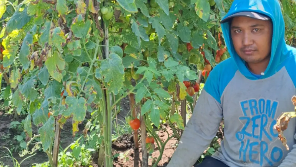 PERTANIAN: Seorang petani di Desa Sumberjo, Kecamatan Batu mengecek tanaman tomatnya yang terkena virus Gemini.