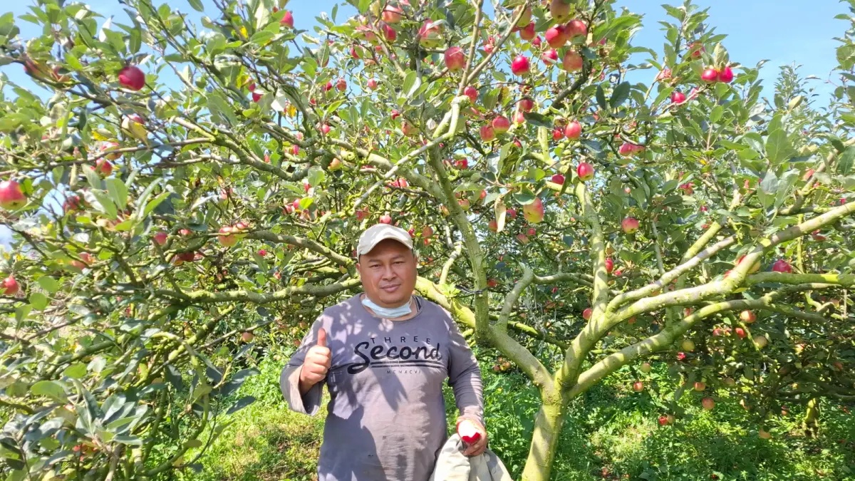 PERTANIAN: Nur Alam, petani asal Desa Tulungrejo, Kecamatan Bumiaji merawat bibit jeruk siem di area kebun apel miliknya. Fase pancaroba memaksa petani memperketat proteksi tanaman dari serangan patogen.