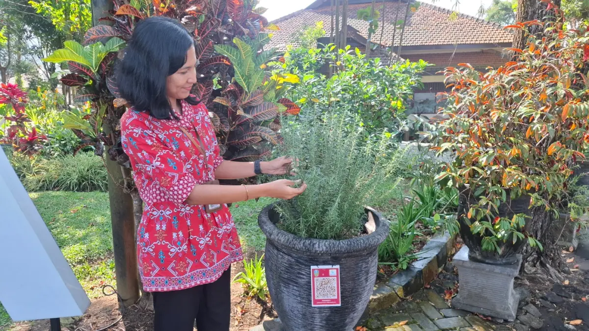 KESEHATAN: Kepala Seksi Pengembangan Tanaman Obat UPT Laboratorium Herbal Materia Medika Kota Batu Sabrina Aprilisa Martha menunjukkan tanaman rosemarry yang bisa menjadi pengusir vektor nyamuk DBD beberapa hari lalu.