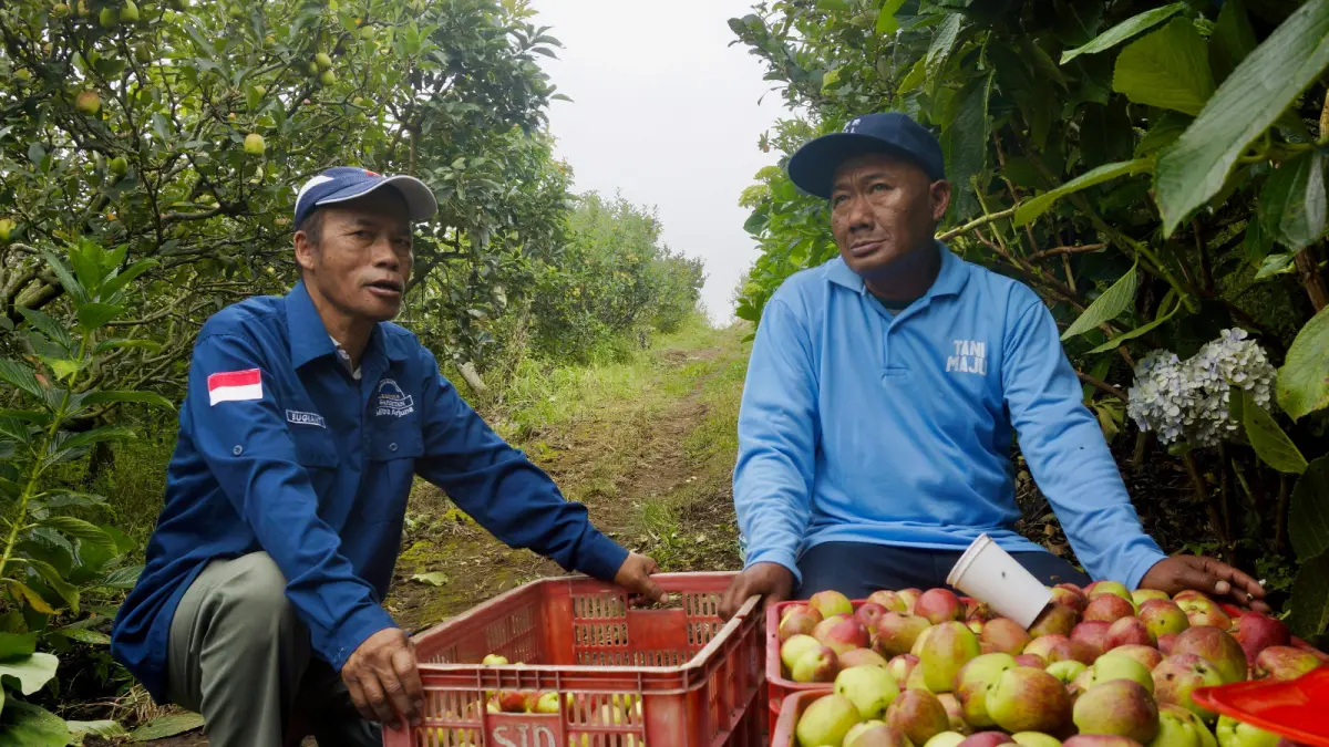BUTUH PEREMAJAAN:&nbsp;Beberapa petani apel menyortir buah setelah panen beberapa waktu lalu. Revitalisasi lahan apel dijanjikan menunggu PAK.