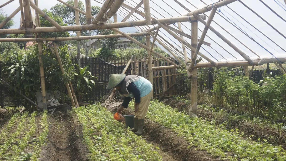 MUSIM DINGIN: Salah seorang petani menyiram tanaman di green house Desa Giripurno, Kecamatan Bumiaji beberapa waktu lalu.