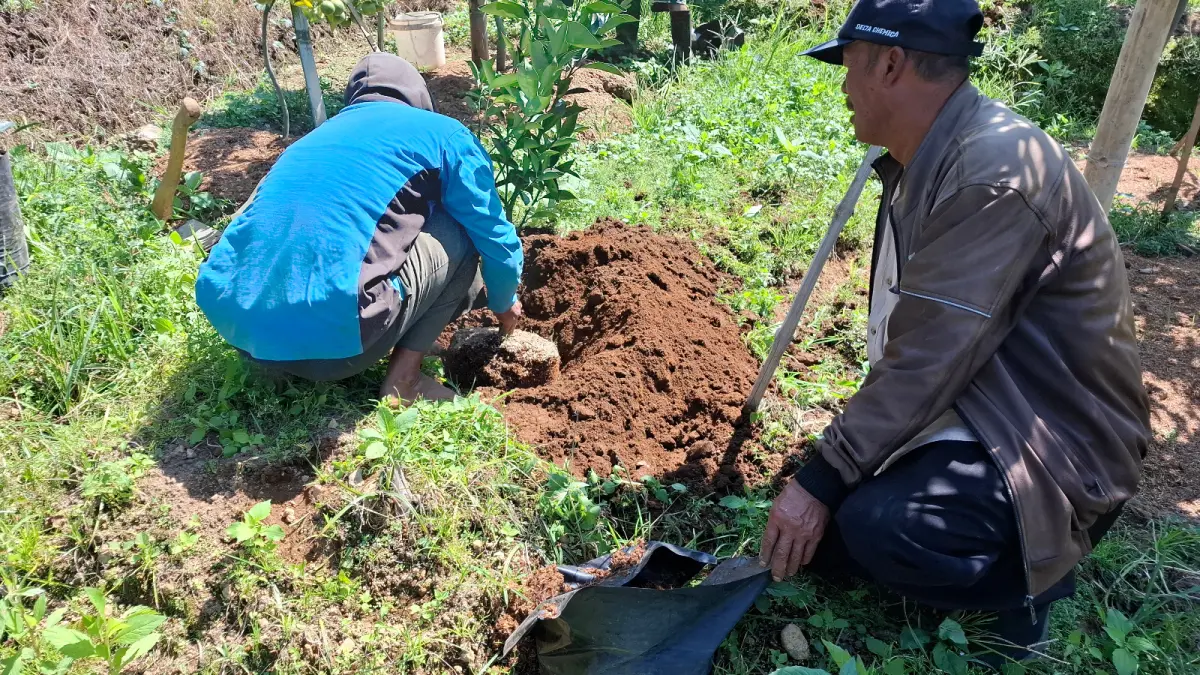 EKSODUS MASSAL: Beberapa petani menanam bibit jeruk siam madu di lahan miliknya yang berada di Desa Tulungrejo, Kecamatan Bumiaji beberapa waktu lalu.