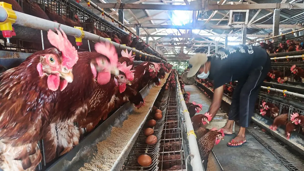 HARGA ANJLOK: Peternak di Kecamatan Junrejo memberikan pakan ayam kemarin (12/6).