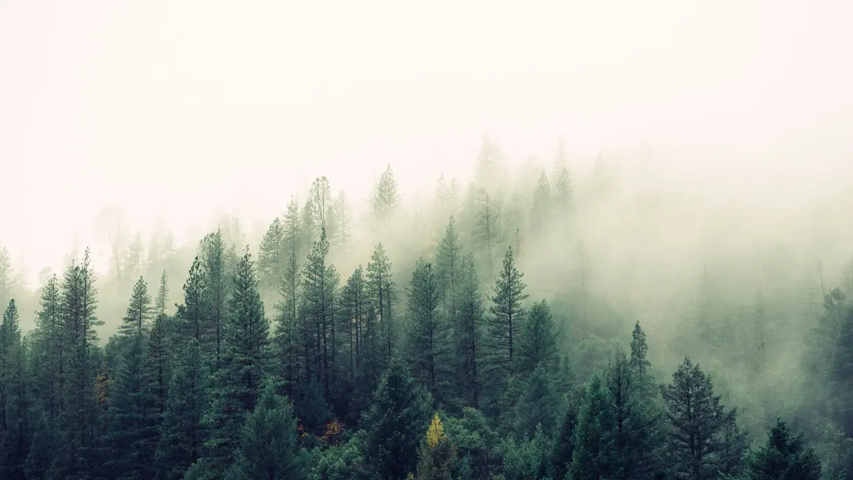 Ilustrasi kabut dalam fenomena Bediding. (Unsplash).