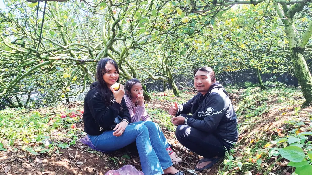 BERKAH KEMARAU: Petani apel Kecamatan Bumiaji memetik apel jenis Anna di kebunnya beberapa hari lalu.