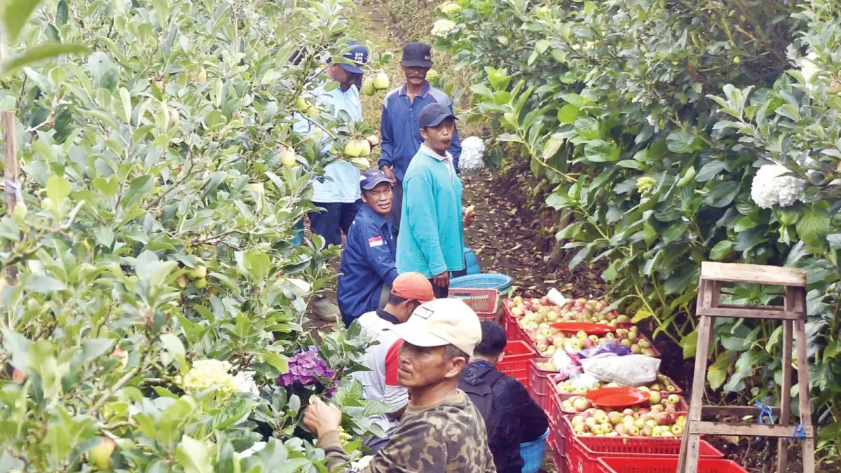PANEN RAYA: Petani memanen apel di salah satu lahan Desa Tulungrejo, Kecamatan Bumiaji beberapa waktu lalu.