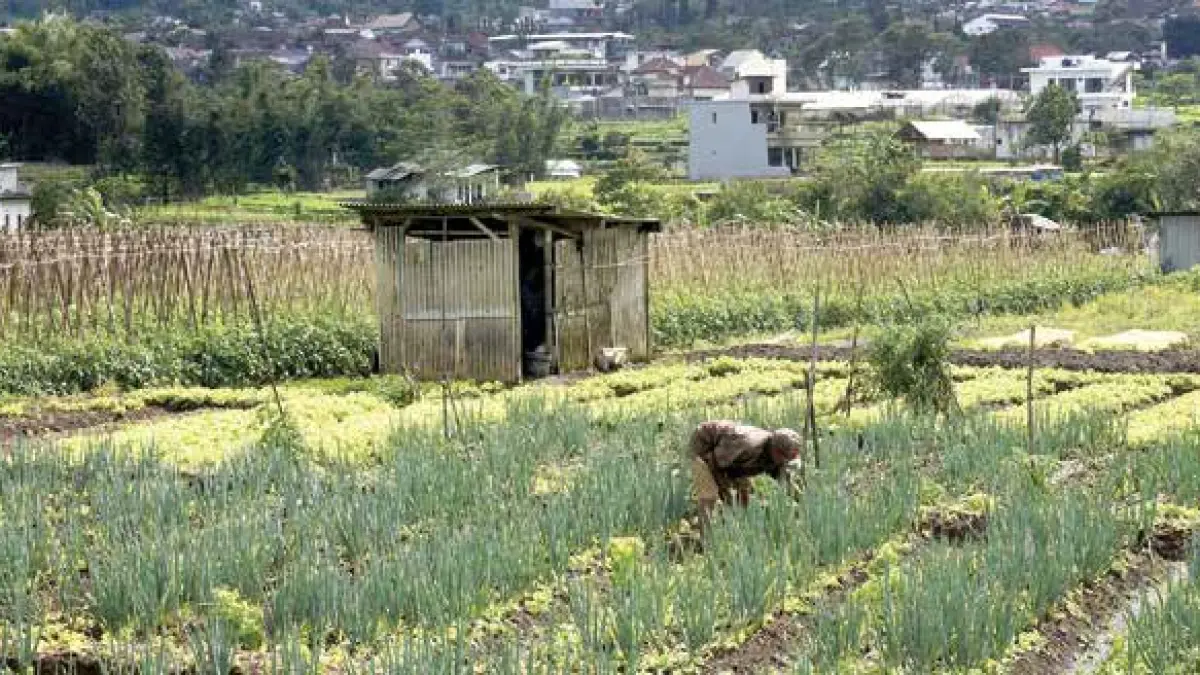 PERTANIAN HORTIKULTURA: Salah seorang petani membersihkan gulma di kebun bawang prei yang ditumpangsarikan dengan salad andewi.
