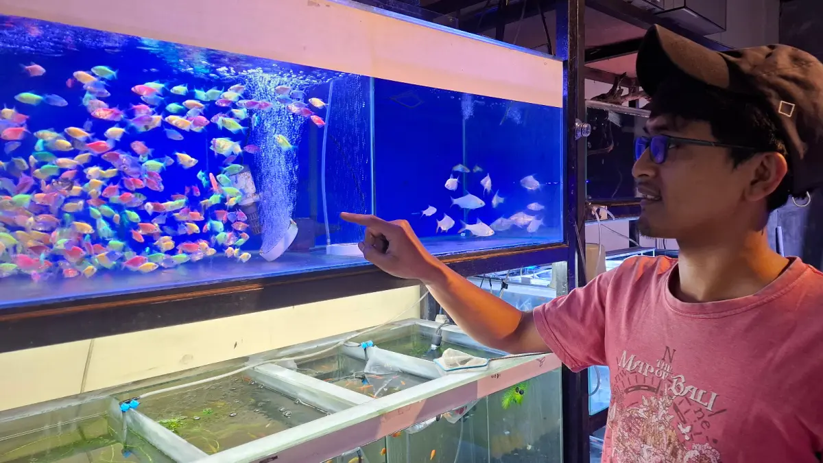 RUGI: Pemilik toko ikan Sunscape tunjukkan beberapa ikan ditokonya yang diungsikan ketika pemadaman serentak sabtu lalu (20/6).