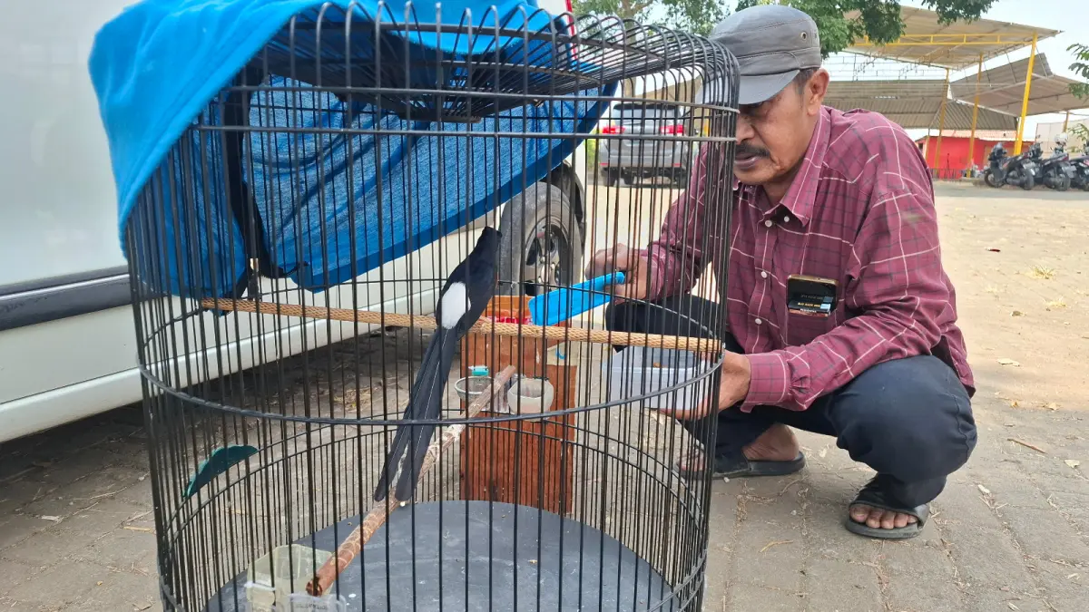 KICAU MANIA: Salah seorang peserta memberi pakan pada burung murai batu miliknya untuk menambah energi dalam menghadapi kontes kicau mania kemarin (5/7).