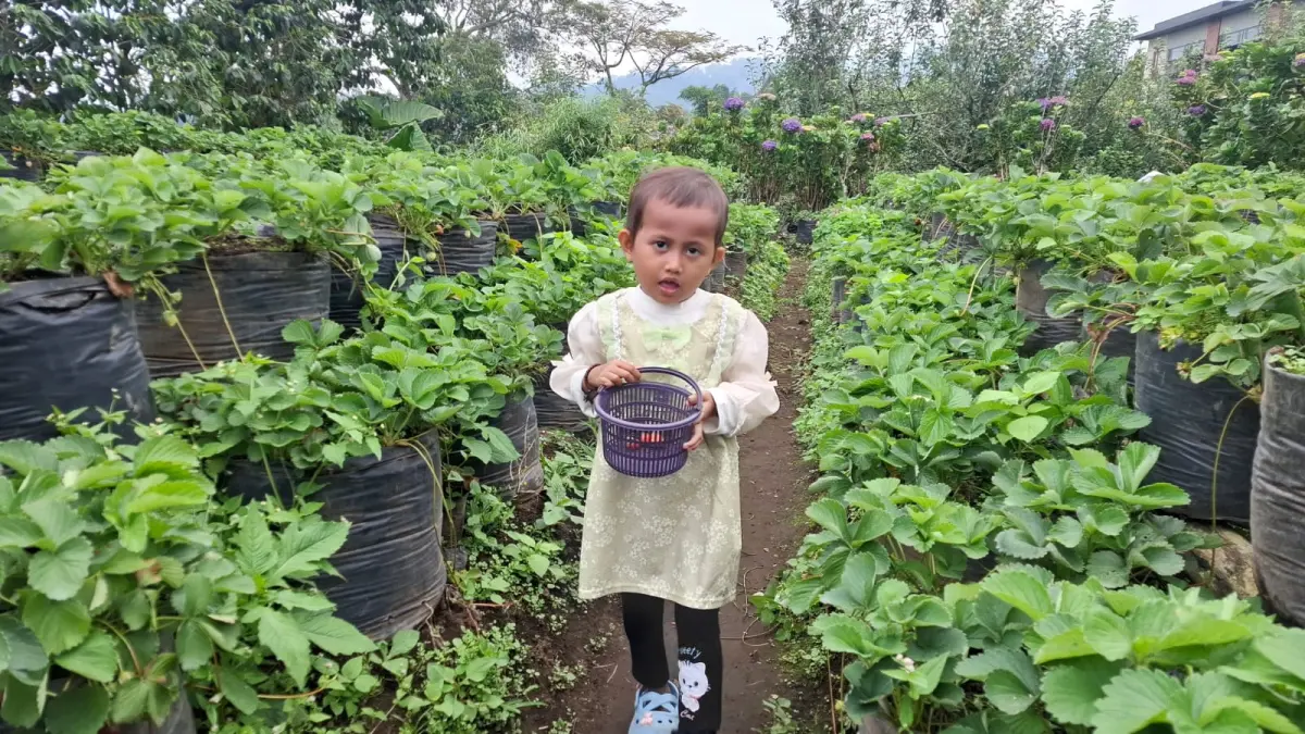 BERKAH CUACA: Seorang anak memetik buah stroberi langsung di kebun milik Sulianto, Desa Tulungrejo, Kecamatan Bumiaji. RAMIZARD RAFSANJANI/RADAR BATU