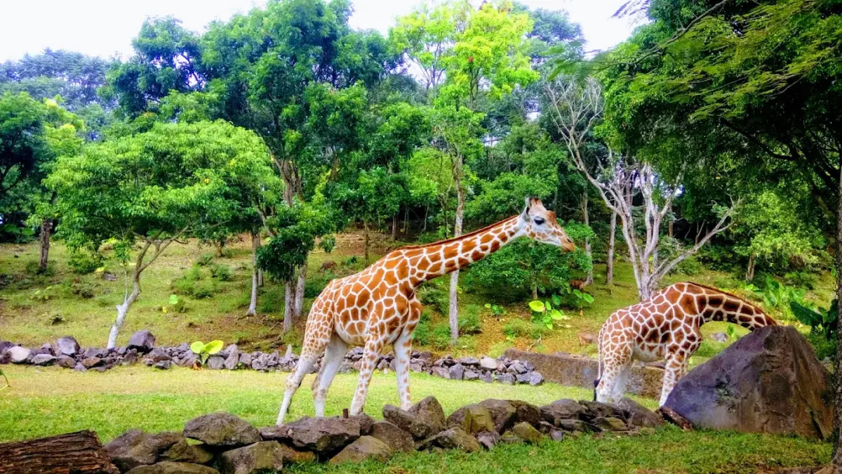 The Grand Taman Safari Prigen Jawa Timur (Google Maps)