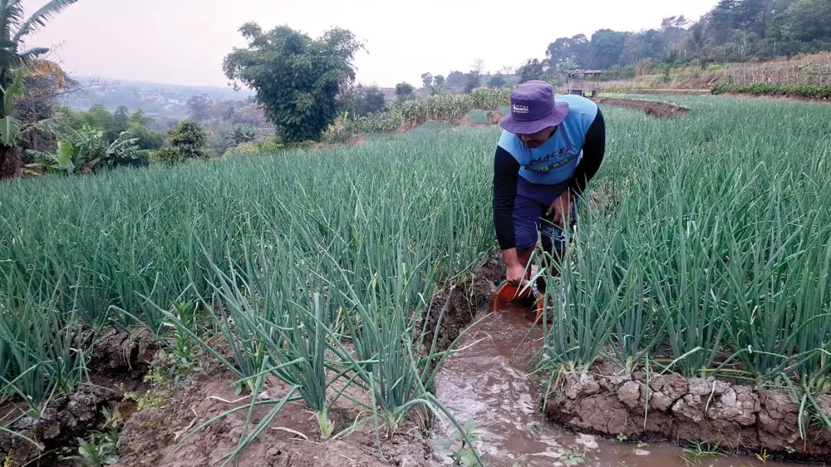 PERTANIAN: Petani bawang merah di Desa Torongrejo, Kecamatan Junrejo mengairi lahan miliknya beberapa hari lalu.