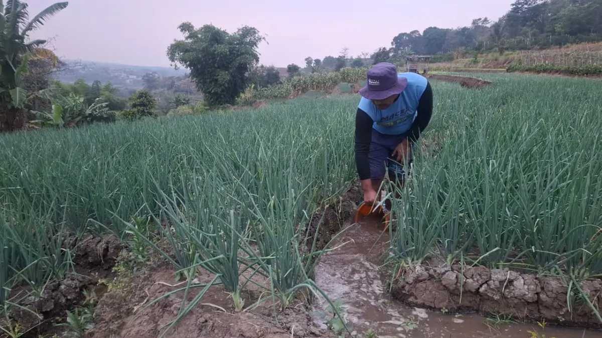 PERTANIAN: Petani bawang merah di Desa Torongrejo, Kecamatan Junrejo menyiram lahan miliknya beberapa hari lalu. (RAMYZARD RAFSANJANI/RADAR BATU)