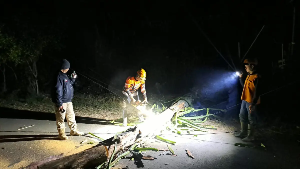 Pohon pinus setinggi sekitar 12 meter tumbang di kawasan wisata Songgoriti, Kelurahan Songgokerto, Kecamatan Batu, Minggu malam (19/7). (BPBD Kota Batu)