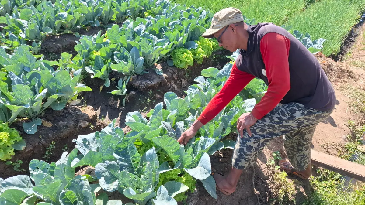 HAMA TANAMAN: Petani Torongrejo, Kecamatan Junrejo menunjukkan efek hama ulat dan kaper yang memakan tanaman kembang kol miliknya beberapa hari lalu. (RAMIZARD RAFSANJANI/RADAR BATU)