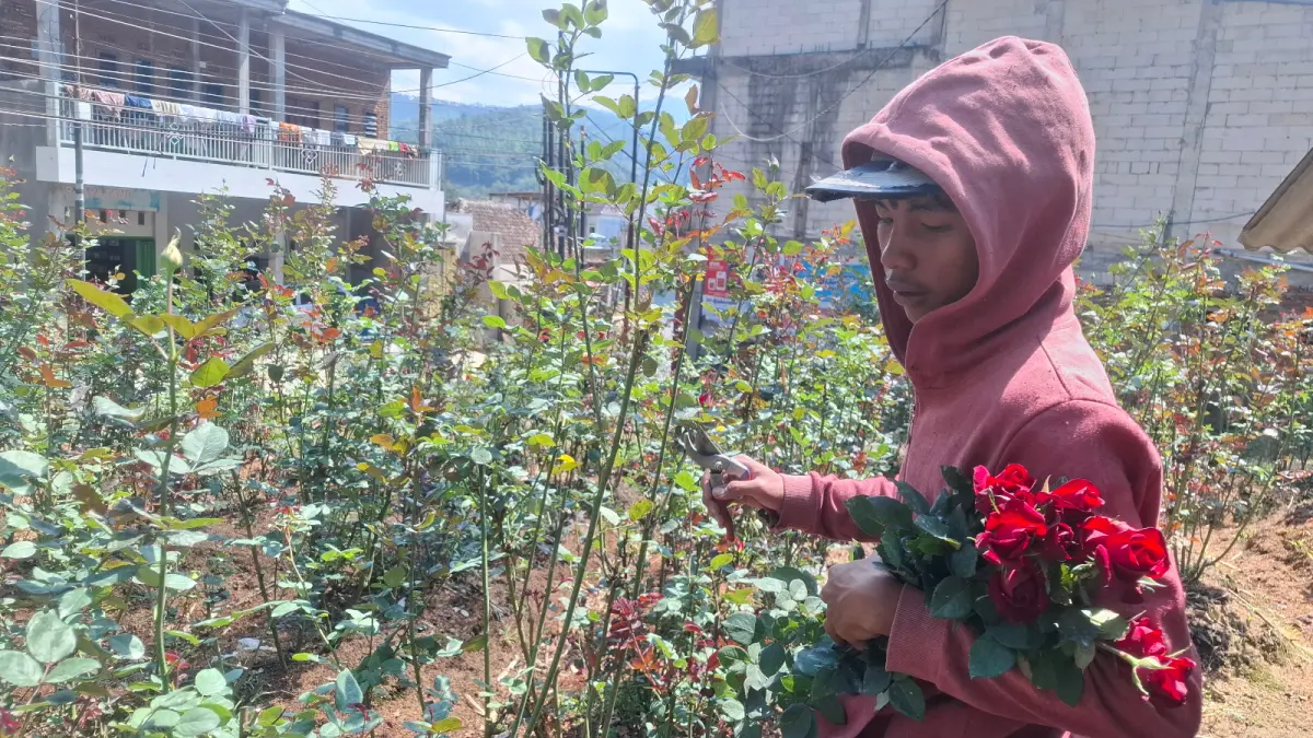 SERANGAN HAMA: Salah satu petani memanen mawar yang memiliki daun mengkerut akibat serangan cabuk merah beberapa hari lalu. (RAMIZARD RAFSANJANI/RADAR BATU)
