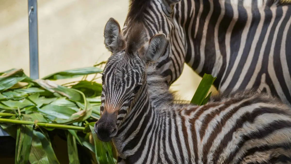 Batu Secret Zoo Jatim Park 2 Catat Enam Kelahiran Satwa dalam Dua Bulan (JATIM PARK GROUP)