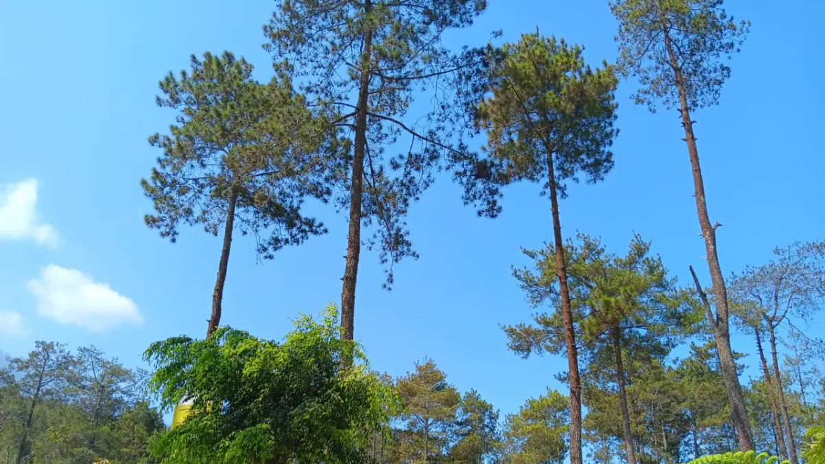 TUMPANGSARI: Hutan pinus di kawasan hutan produksi Desa Bulukerto, Kecamatan Bumiaji juga ditanami komoditas lain dengan sistem tumpangsari. (INDAH MEI YUNITA/RADAR BATU)