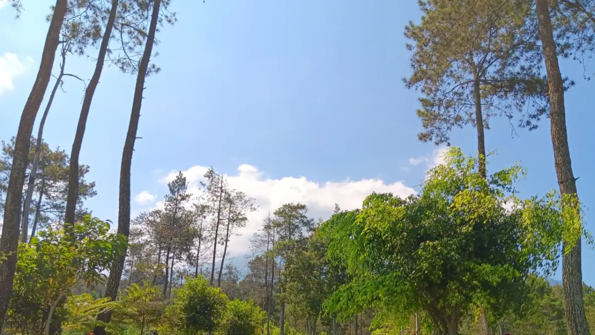 Hutan di Desa Bulukerto, Kecamatan Bumiaji yang dimanfaatkan petani untuk menanam hasil perkebunan secara tumpangsari. (Indah Mei Yunita/Radar Batu)