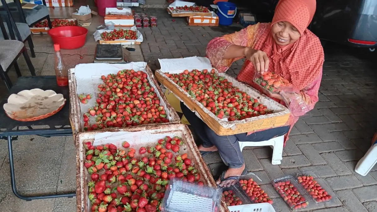 GAGAL PANEN: Petani stroberi mengemas hasil panen yang sudah dibeli tengkulak untuk distribusikan ke luar kota pada Kamis lalu (6/8). (INDAH MEI YUNITA/RADAR BATU)