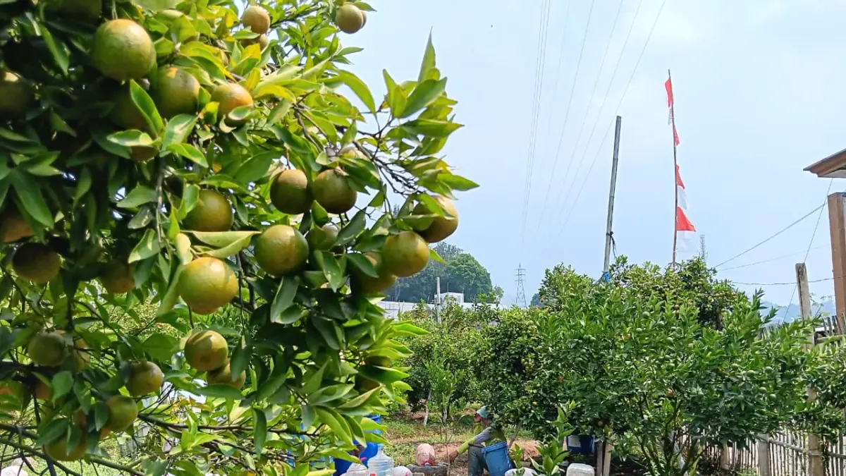 PRODUKSI STABIL: Petani jeruk di Desa Pesanggrahan, Kecamatan Batu menyiapkan air untuk dicampur pestisida demi mencegah serangan penyakit terhadap jeruk. (INDAH MEI YUNITA/RADAR BATU)