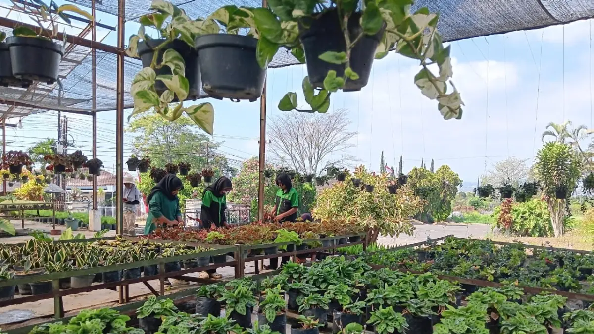 MASIH SEPI: Pelajar magang di Kebun Hortikultura Sidomulyo merawat tanaman hias beberapa hari lalu. (INDAH MEI YUNITA/RADAR BATU)