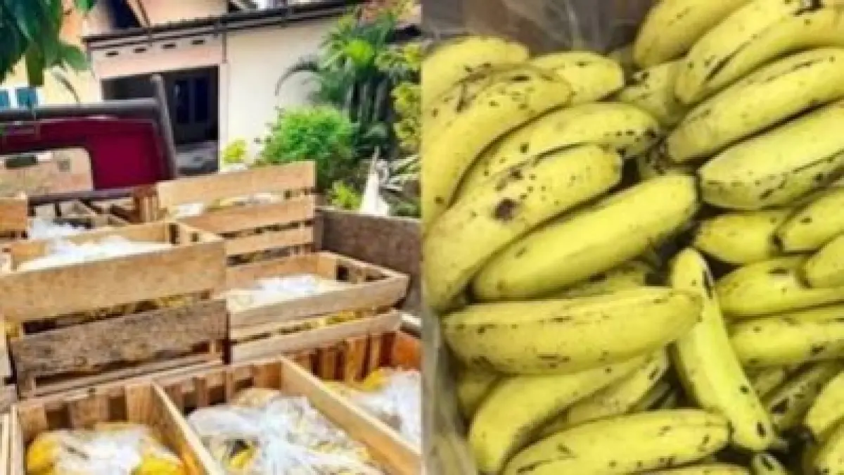 Pesanan pisang Cavendish untuk dapur MBG yang tiba-tiba dibatalkan. Sumber: Instagram.