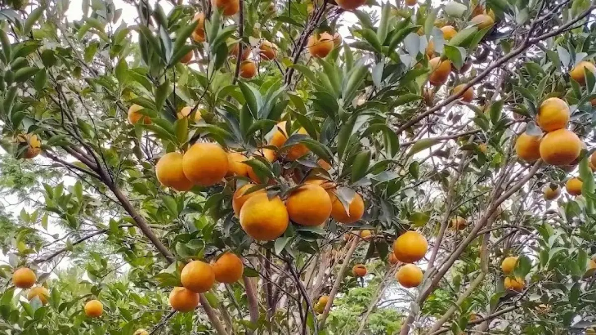 Agrowisata Petik Jeruk Selorejo, Kecamatan Dau (Google Maps/Dinithea)