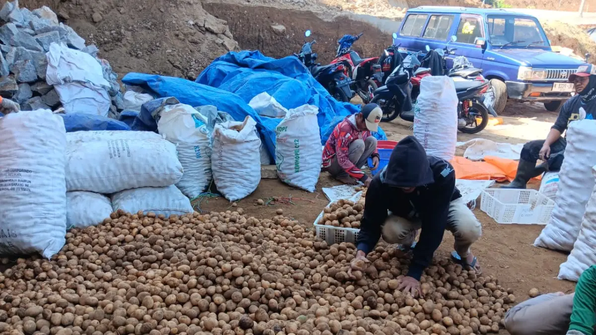 Petani di Bumiaji, Kota Batu, memanen kentang, Senin (17/8). (Indah Mei Yunita/Radar Batu)